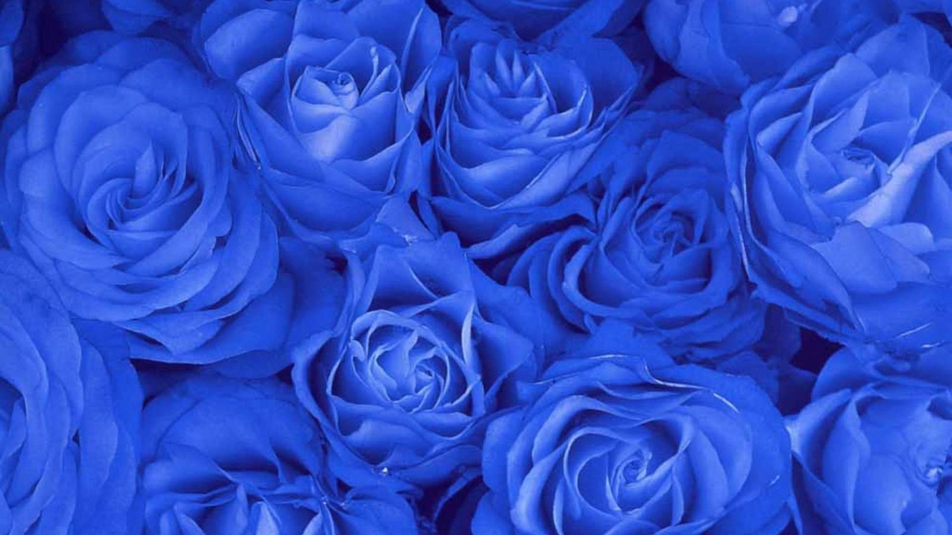 1920x1080 Blue Rose Wallpaper Computer