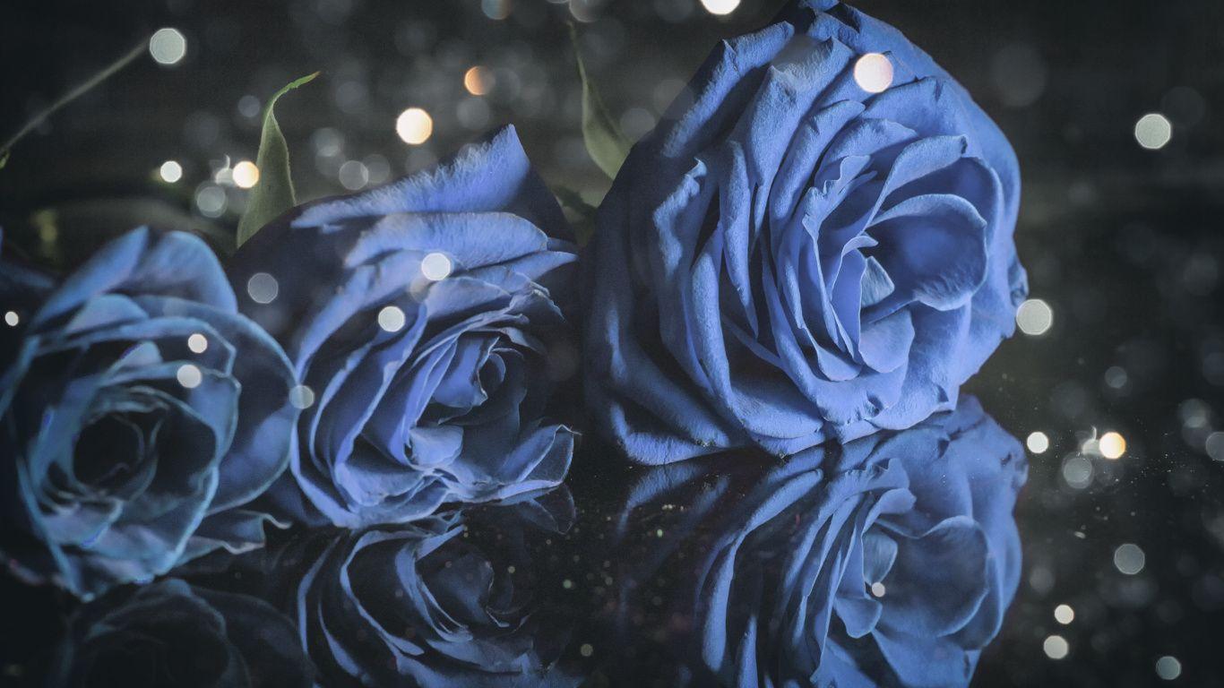 Blue Roses Laptop Wallpapers - Top Free Blue Roses Laptop Backgrounds ...