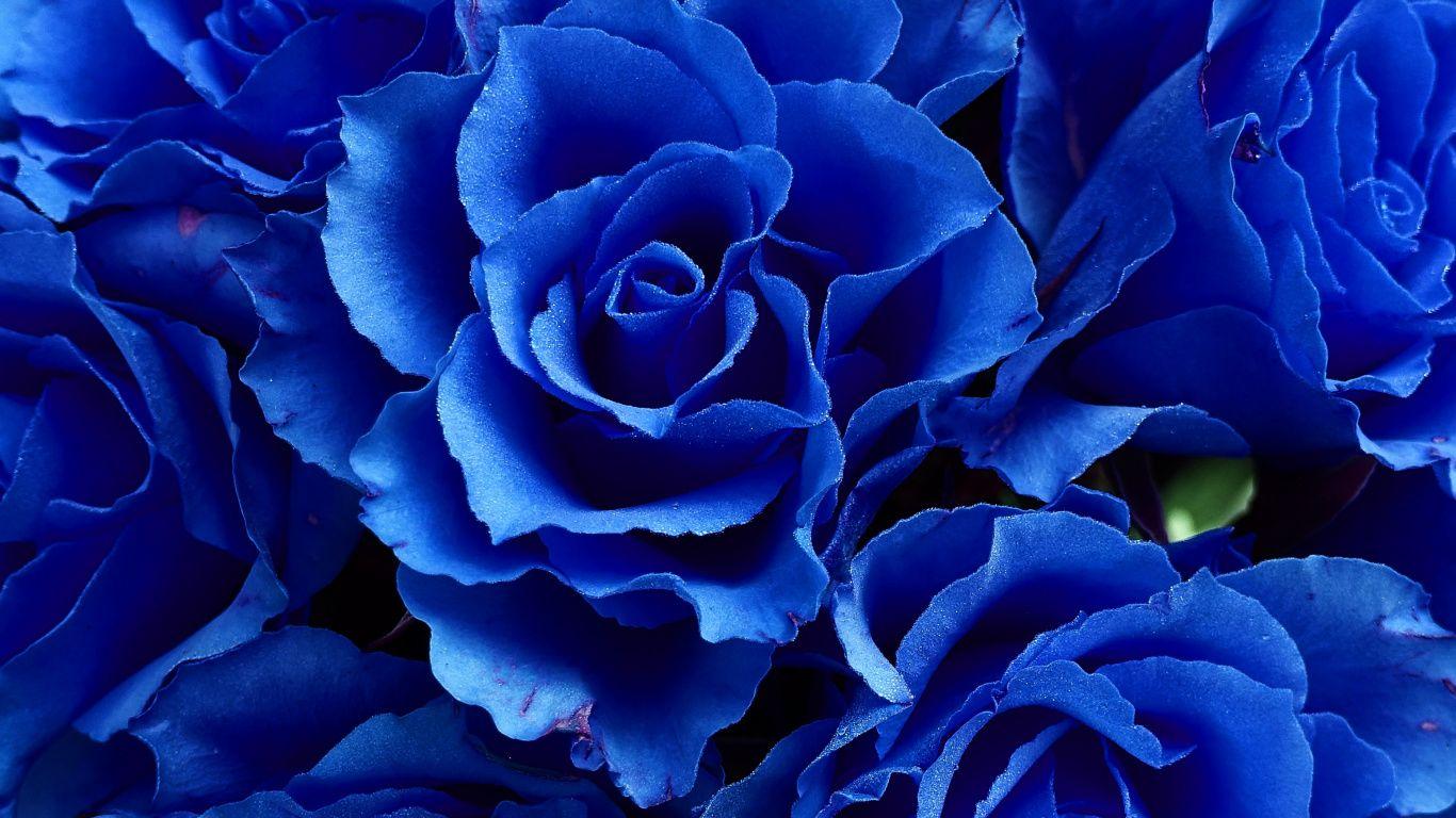1366x768 Download Blue rose, flowers, close up wallpaper, 1366x Tablet, laptop