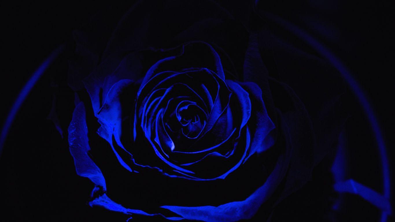 1366x768 Wallpaper Rose, Blue Rose, Petals, Dark, Bud Wallpaper & Background Download