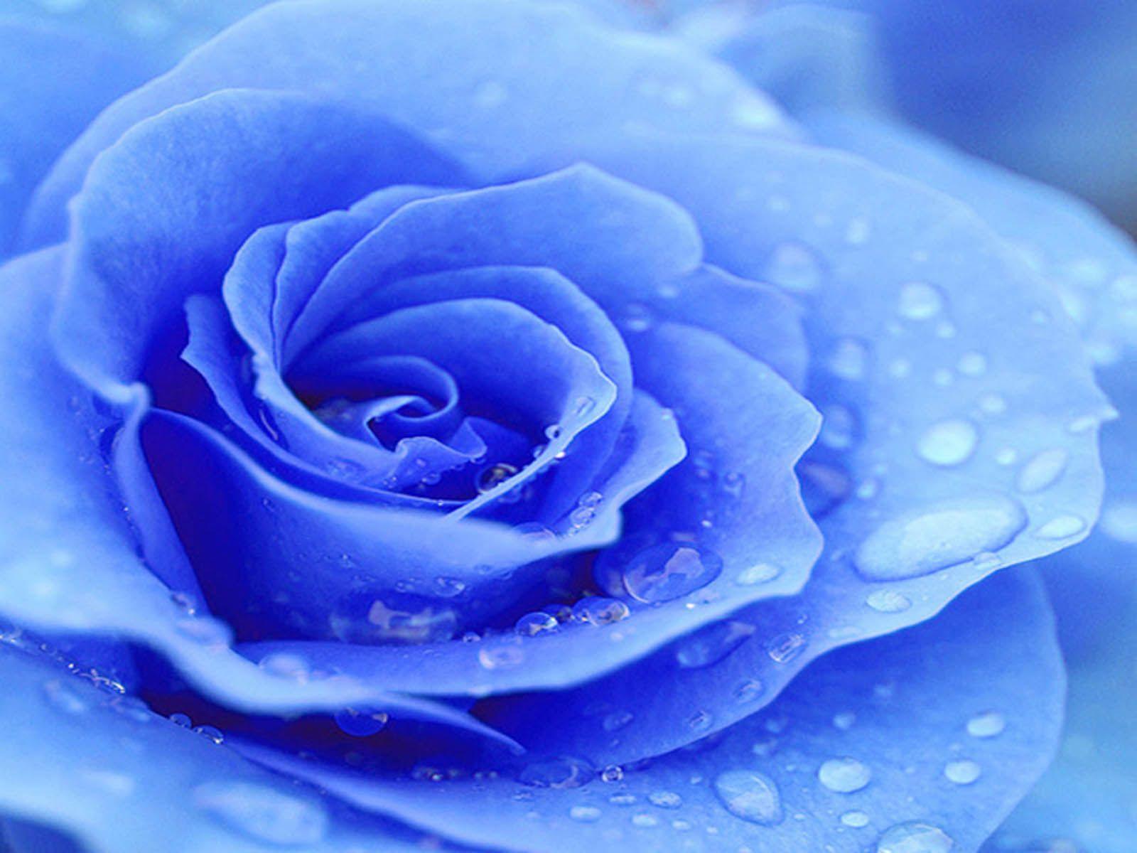 1600x1200 Free Blue Roses Wallpaper