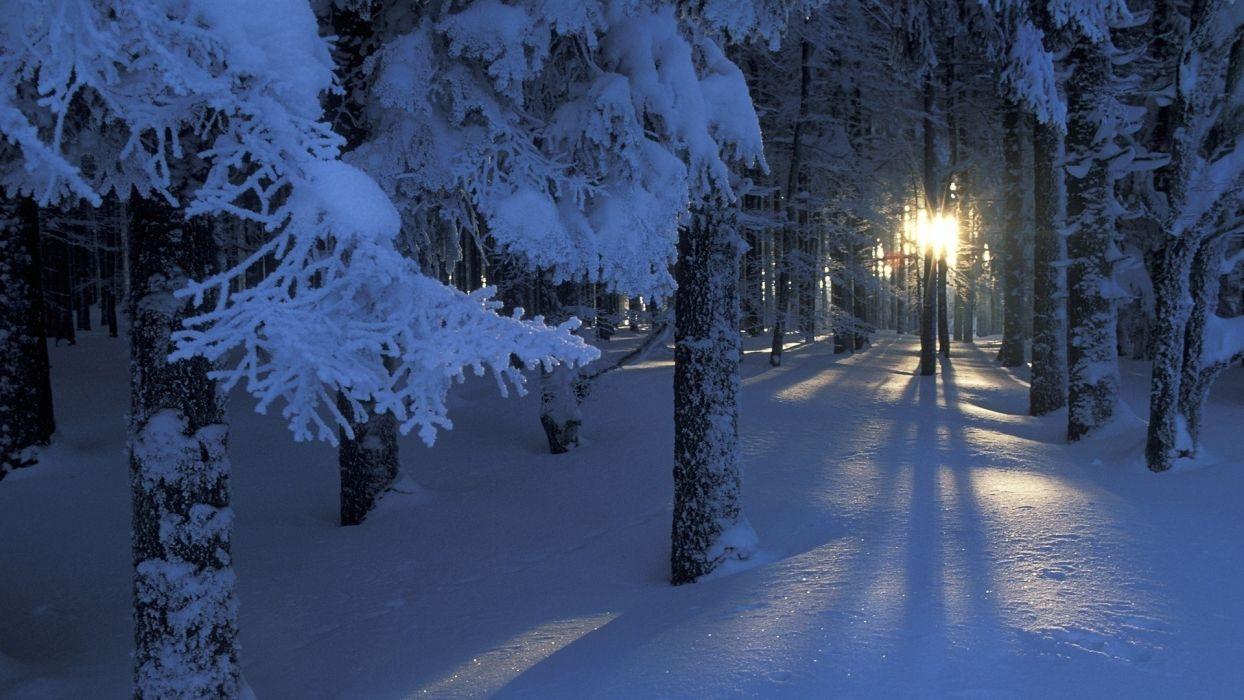 1244x700 Nature landscapes trees forest winter .