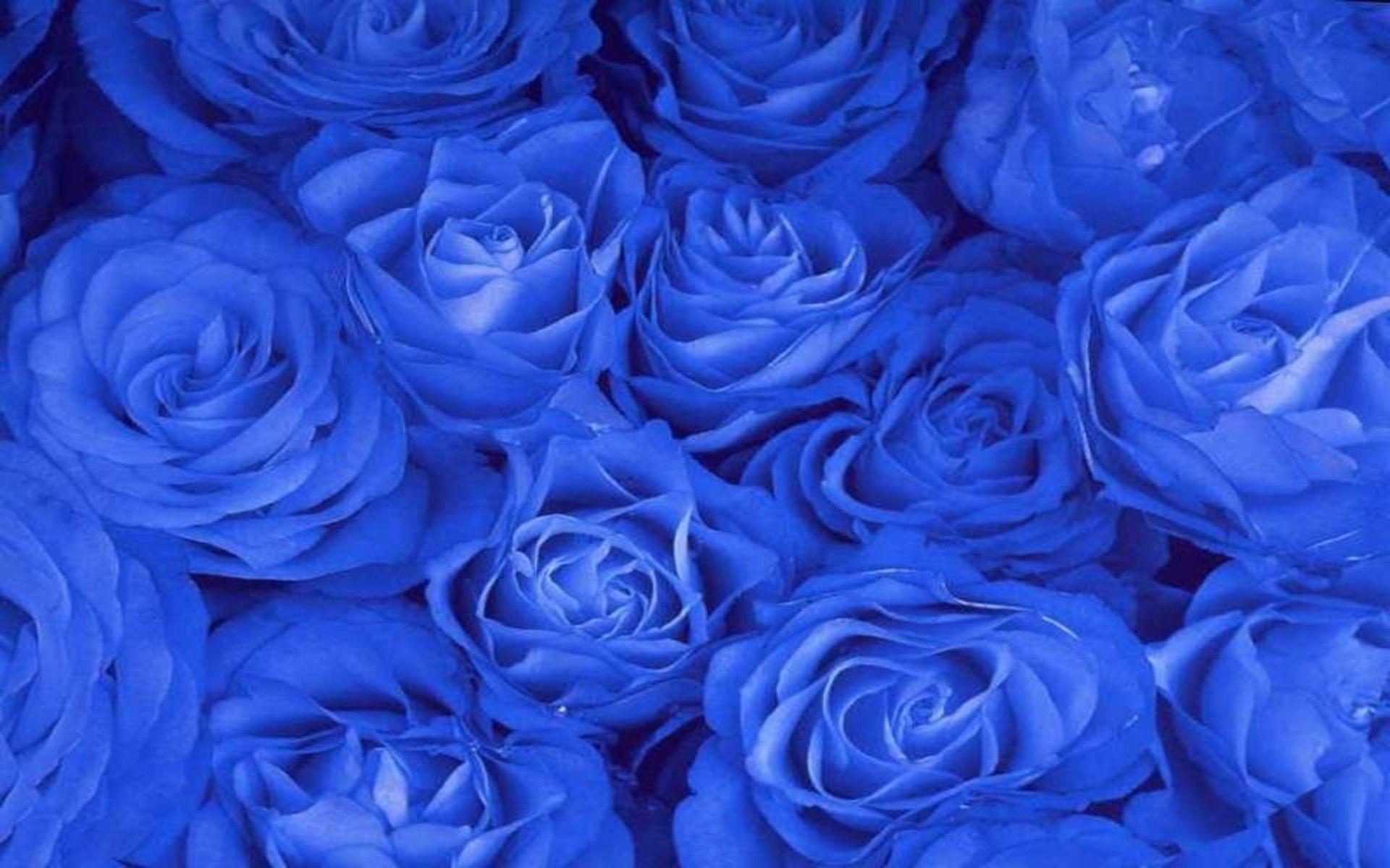 1920x1200 Blue Rose Image HD Wallpaper Download