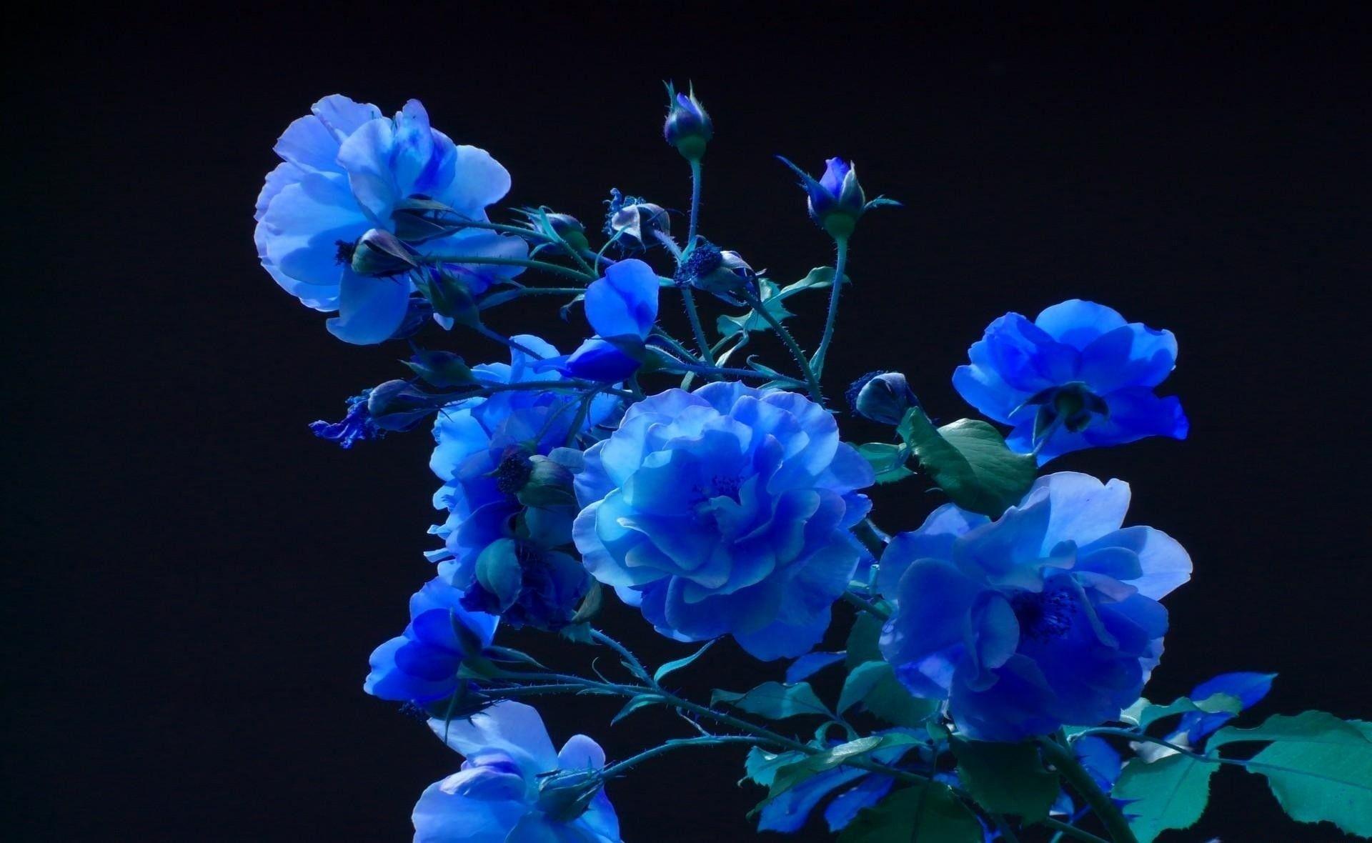 1920x1180 Full HD Blue Flower Wallpaper