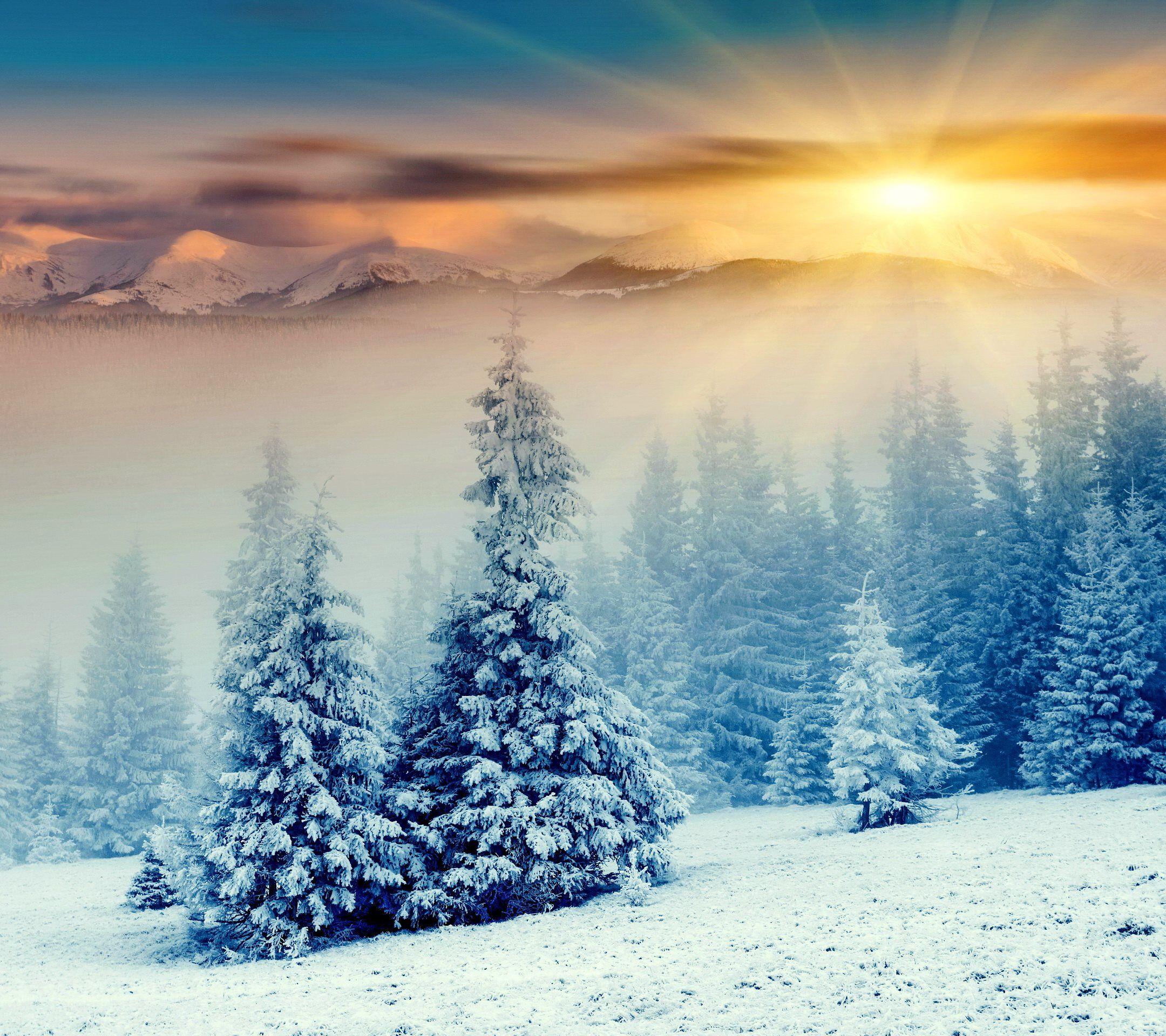 2160x1920 Mountains Sunrise Snowy Pine Forest Desktop Wallpaper