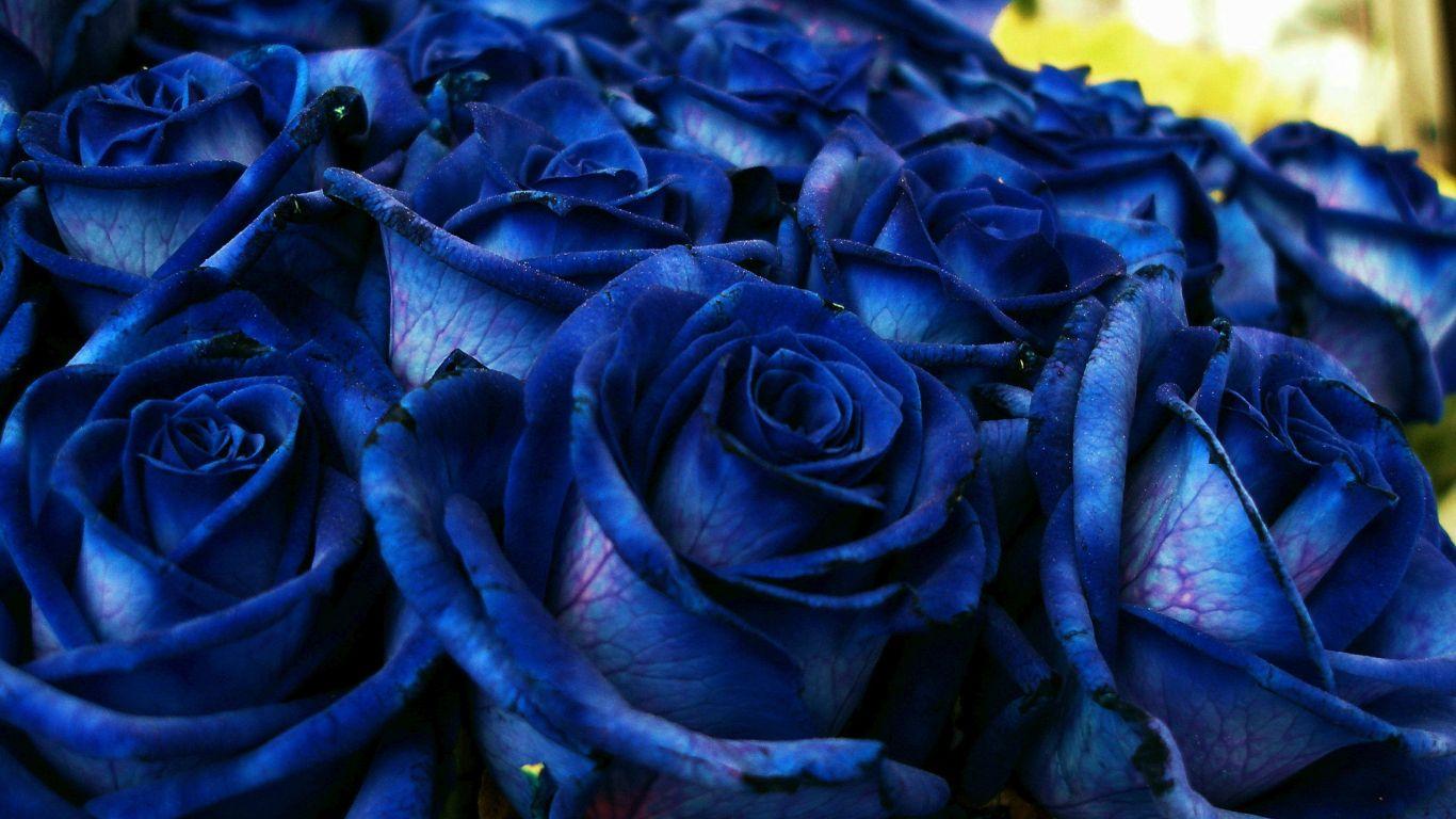 1366x768 Download 1366x768 wallpaper blue roses, bouquet, fresh, tablet, laptop, 1366x768 HD image, background, 7764