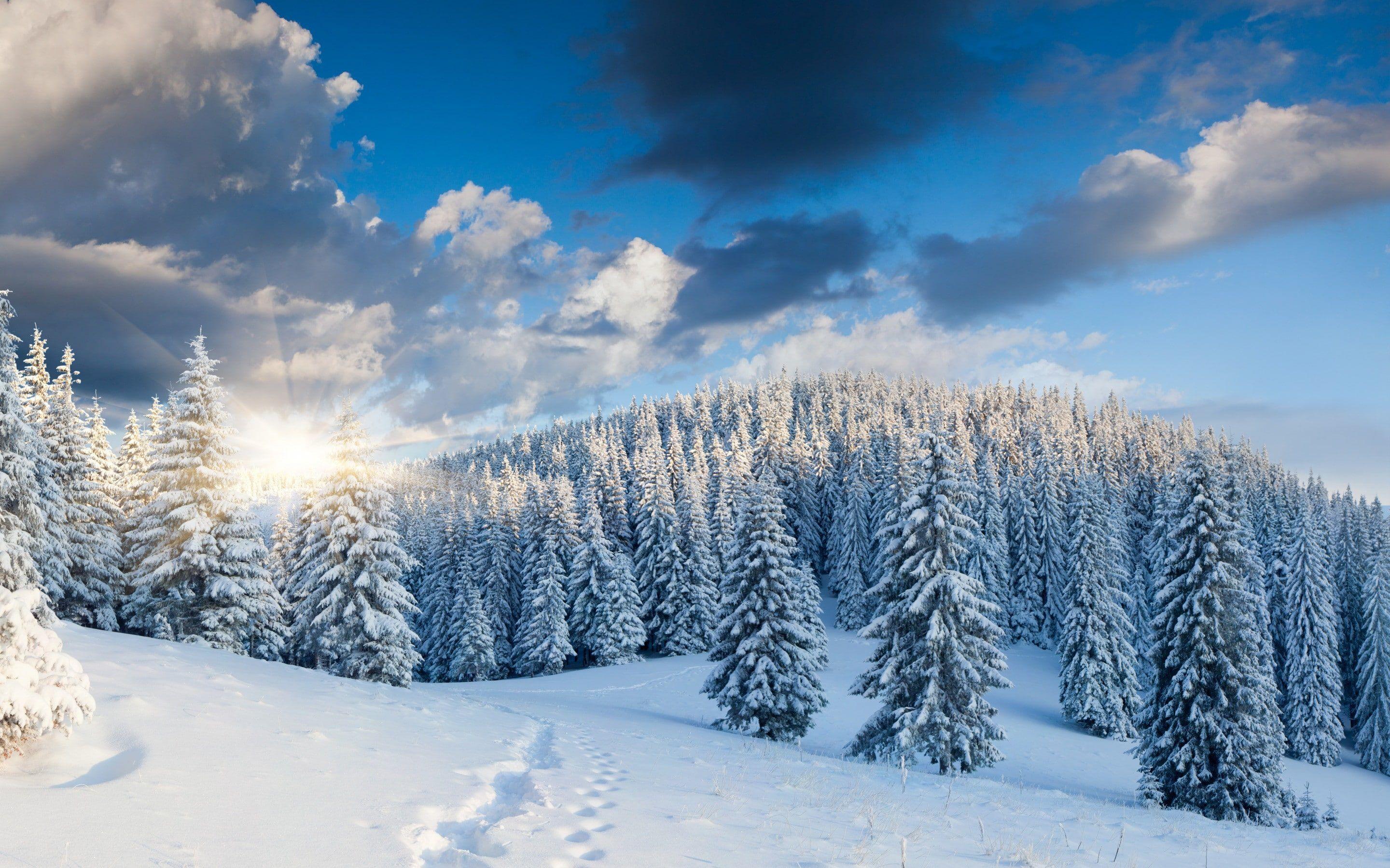 Snow Forest Sunrise Wallpapers - Top Free Snow Forest Sunrise ...