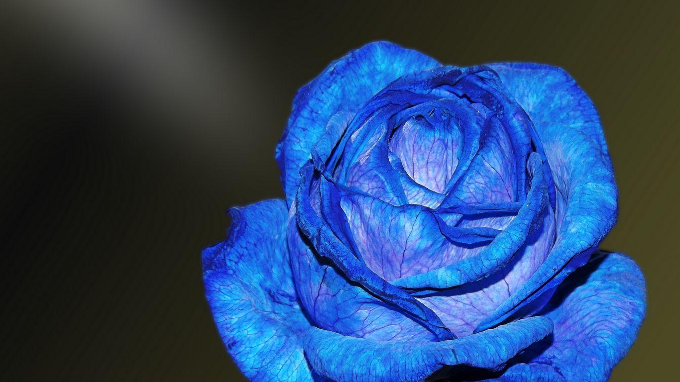 1366x768 Download wallpaper 1366x768 blue rose, rose, bud, petals tablet, laptop HD background