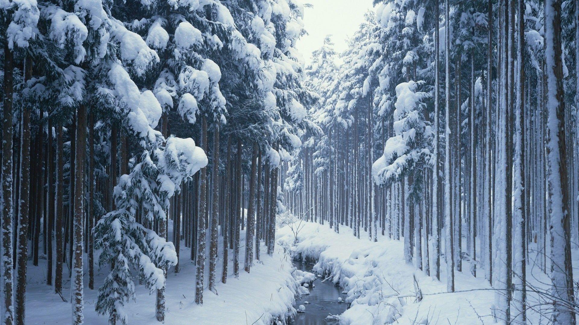 1920x1080 Animated Winter Snow Sunrise Live Wallpaper HD Wallpaper