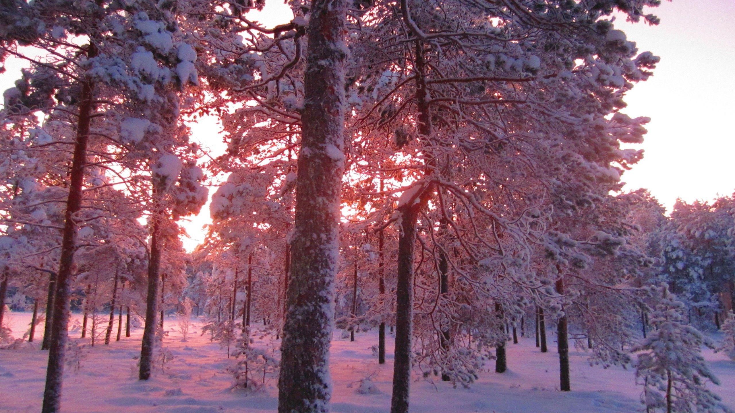 2560x1440 photography, Landscape, Trees, Nature, Plants, Winter, Snow, Sunrise, Fir tree, Forest Wallpaper HD / Desktop and Mobile Background