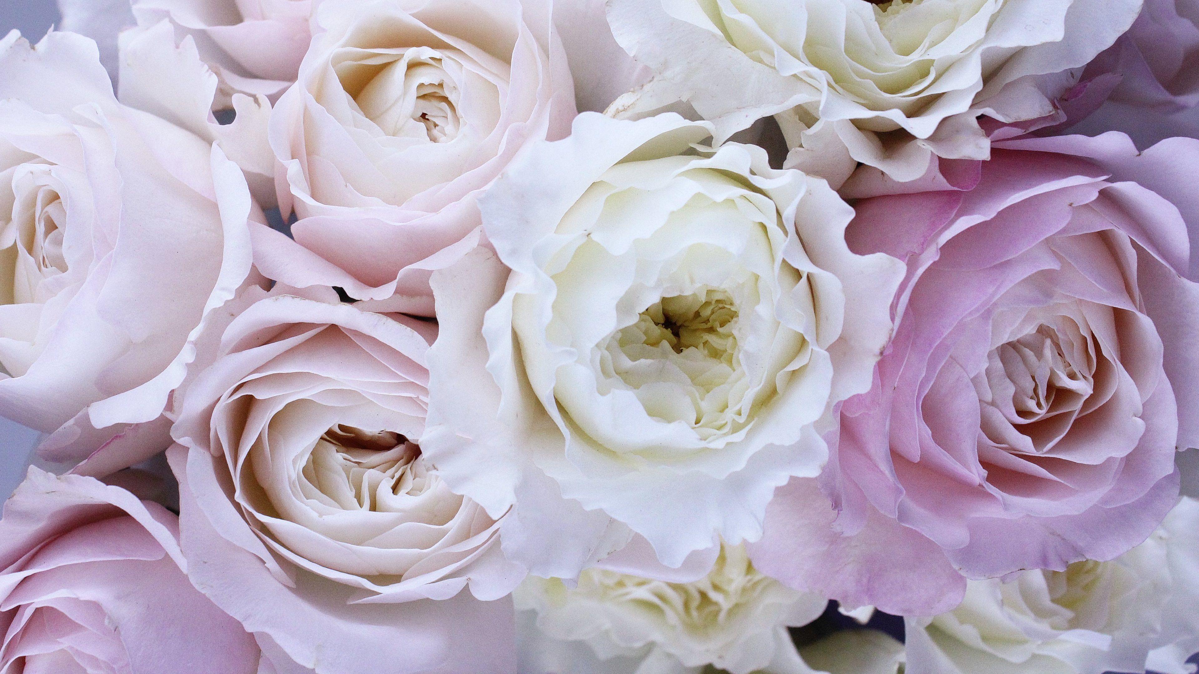 3840x2160 White Rose Desktop Wallpaper