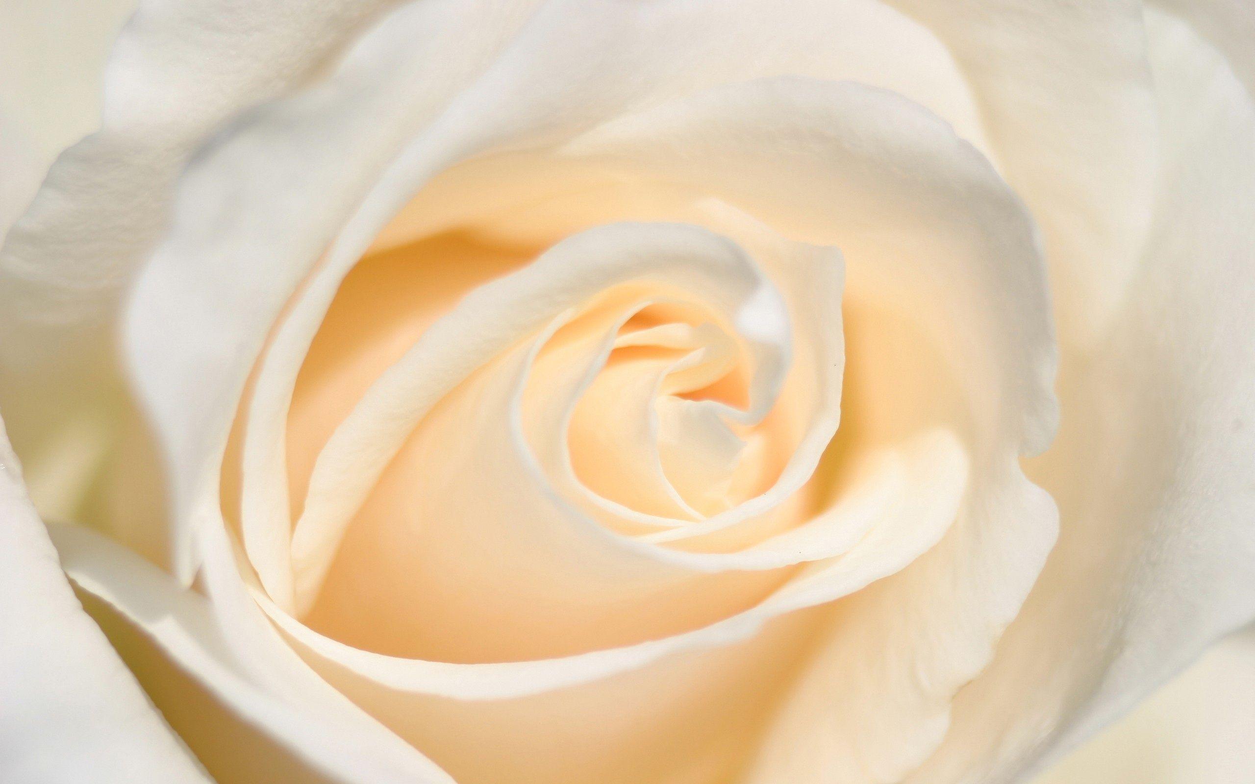 2560x1600 White Rose Wallpaper HD Wallpaper