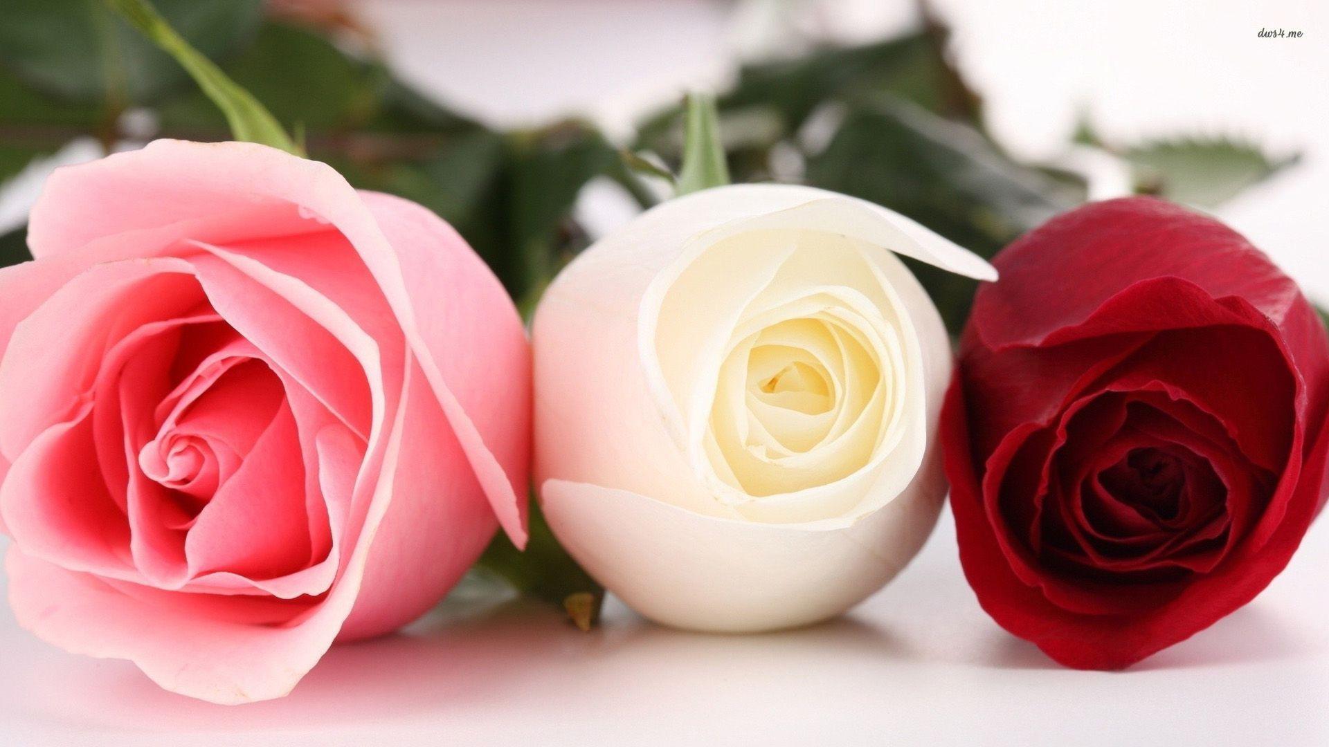 1920x1080 Lovely Wallpaper White Red Roses