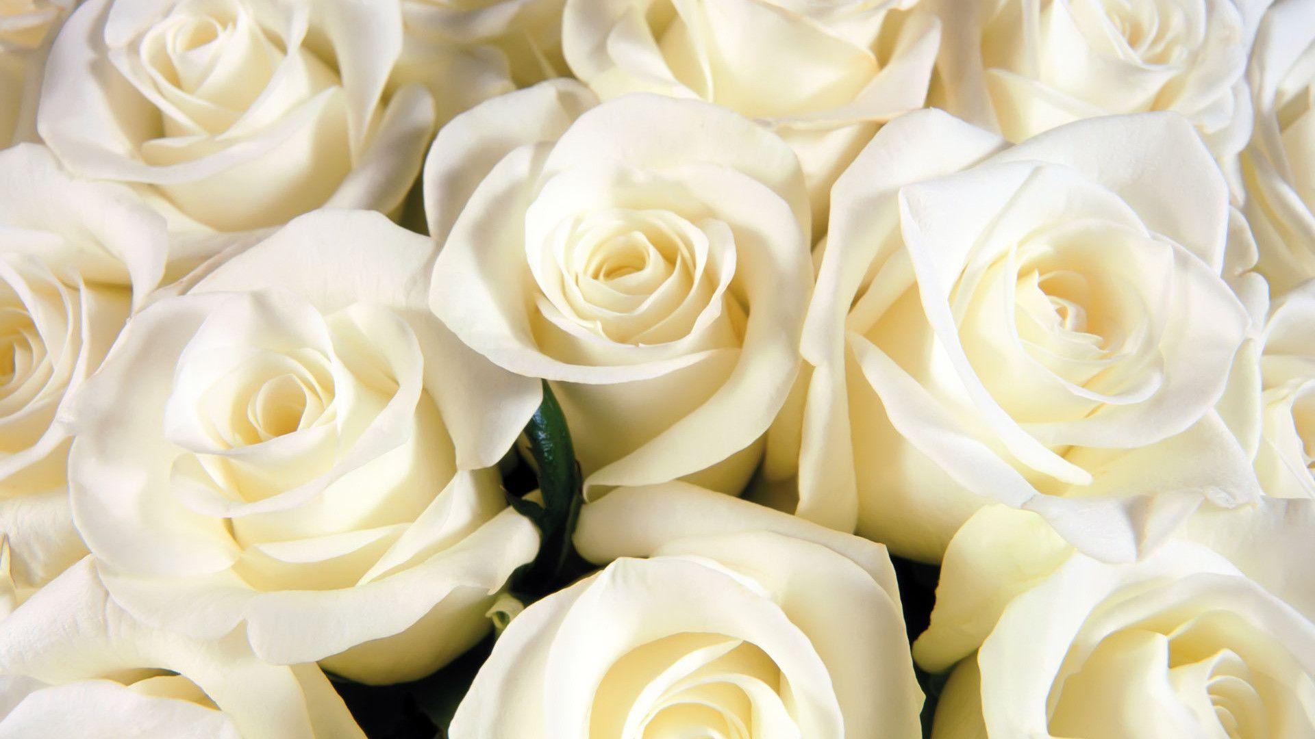 1920x1080 Res: 1920x White Rose Wallpaper