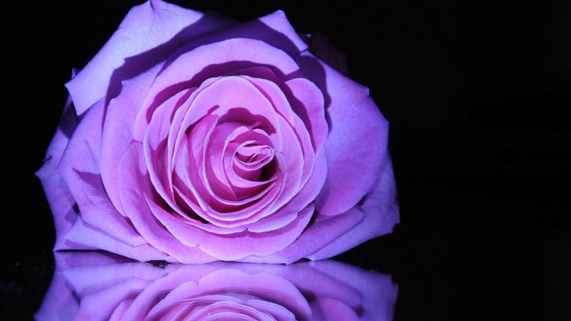 1920x1080 Purple Rose High Quality Wallpaper