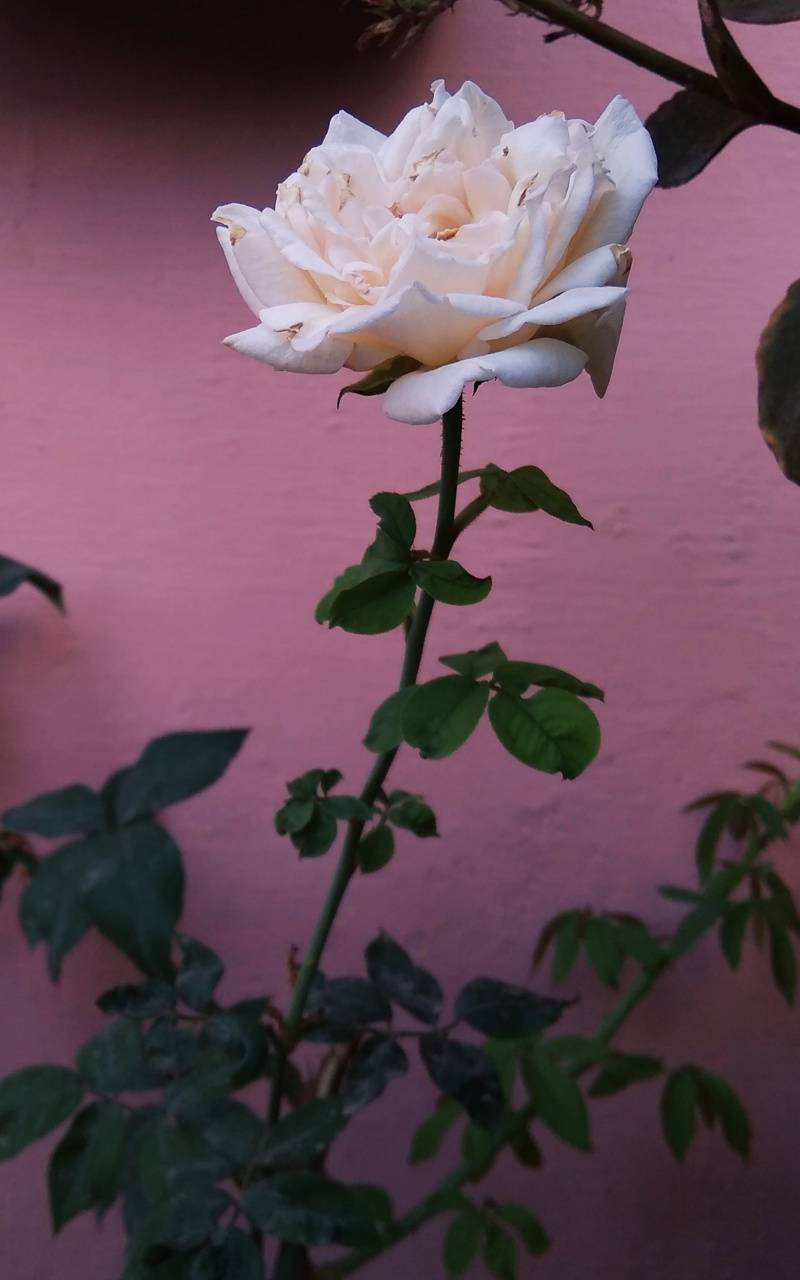 800x1280 White rose wallpaper