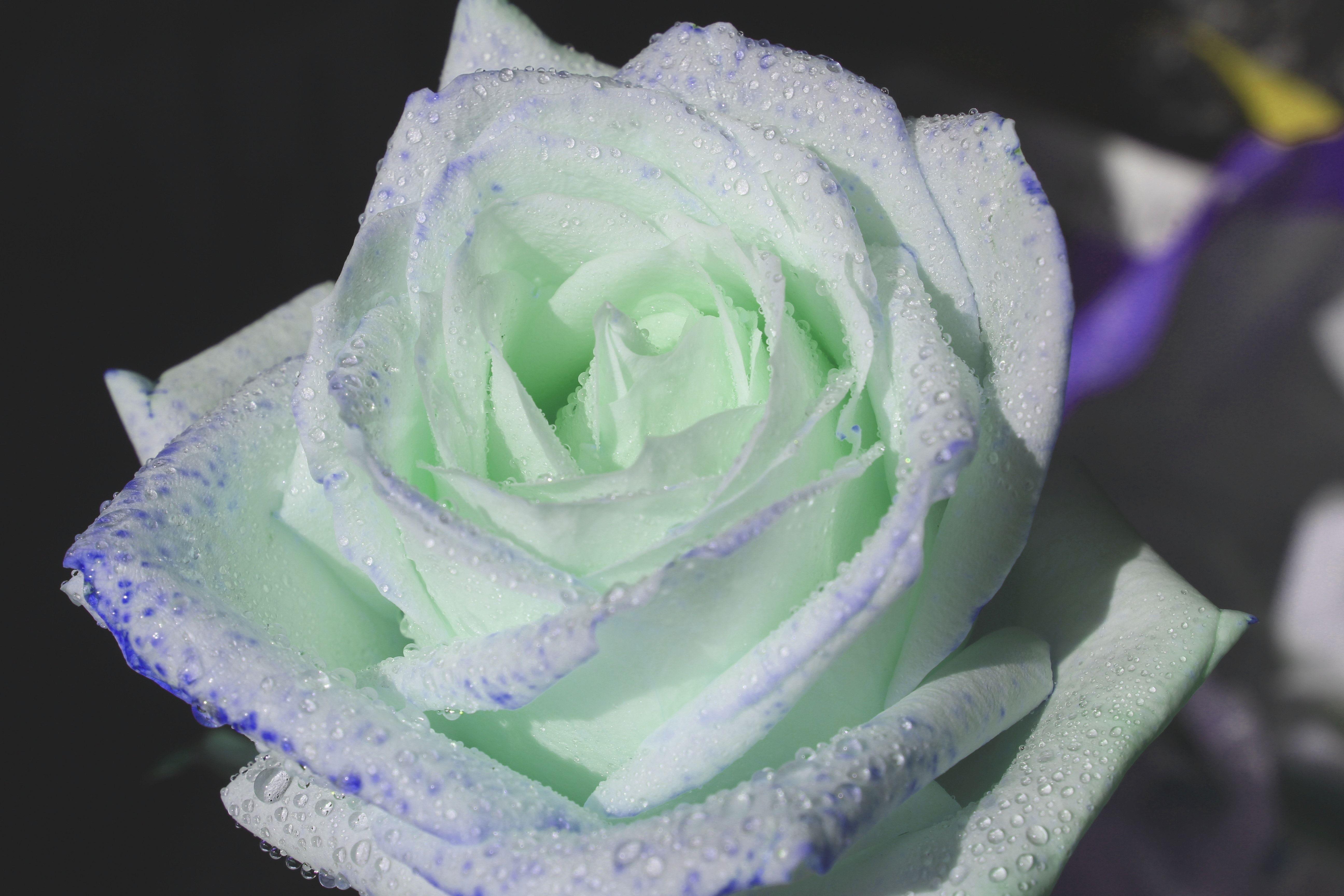 5184x3456 white rose and green chrysanthemums free image