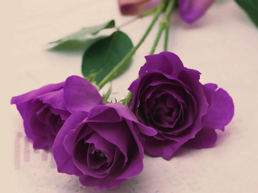 1024x768 Allfreshwallpaper: Mind Blowing HD Red Rose wallpaper