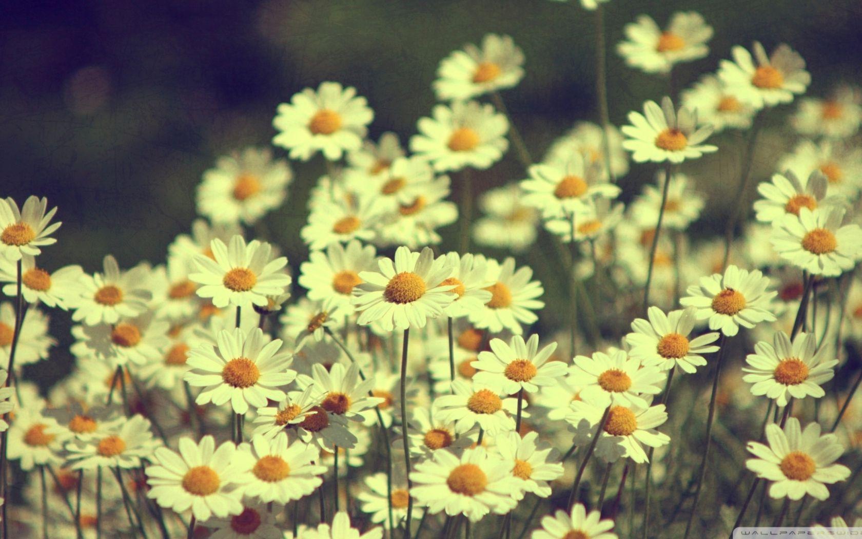 Wallpaper meadow, spring, flowers, white daisy desktop wallpaper, hd image,  picture, background, fa0e69 | wallpapersmug