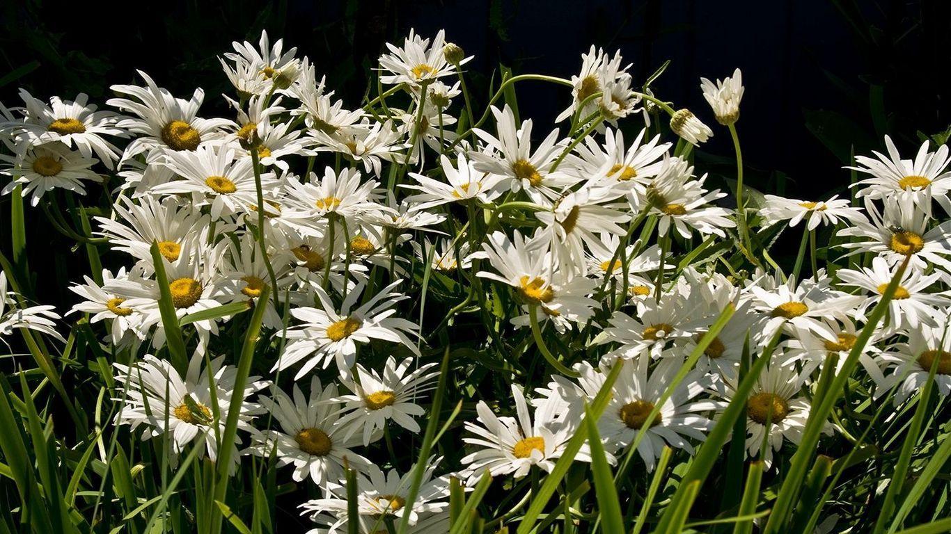 1366x768 Download wallpaper 1366x768 daisies, flowers, grass, green, light tablet, laptop HD background