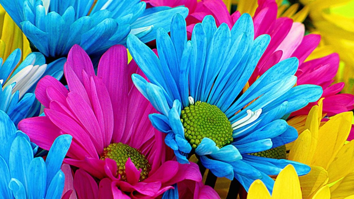 1200x675 Gerber Daisy Wallpaper Free Gerber Daisy Background