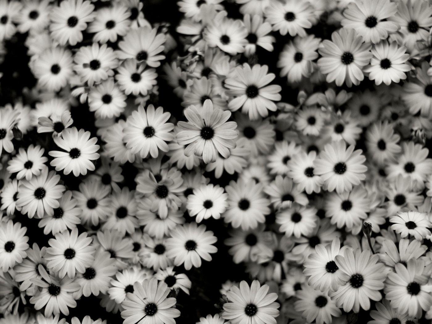 1400x1050 Black And White Daisy Tumblr Wallpaper