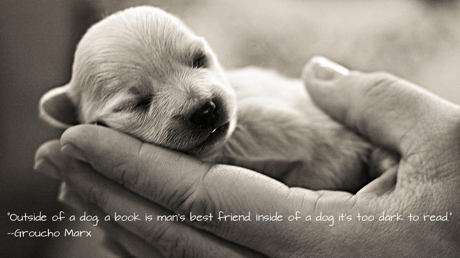 Animal Quotes Wallpapers - Top Free Animal Quotes Backgrounds -  WallpaperAccess