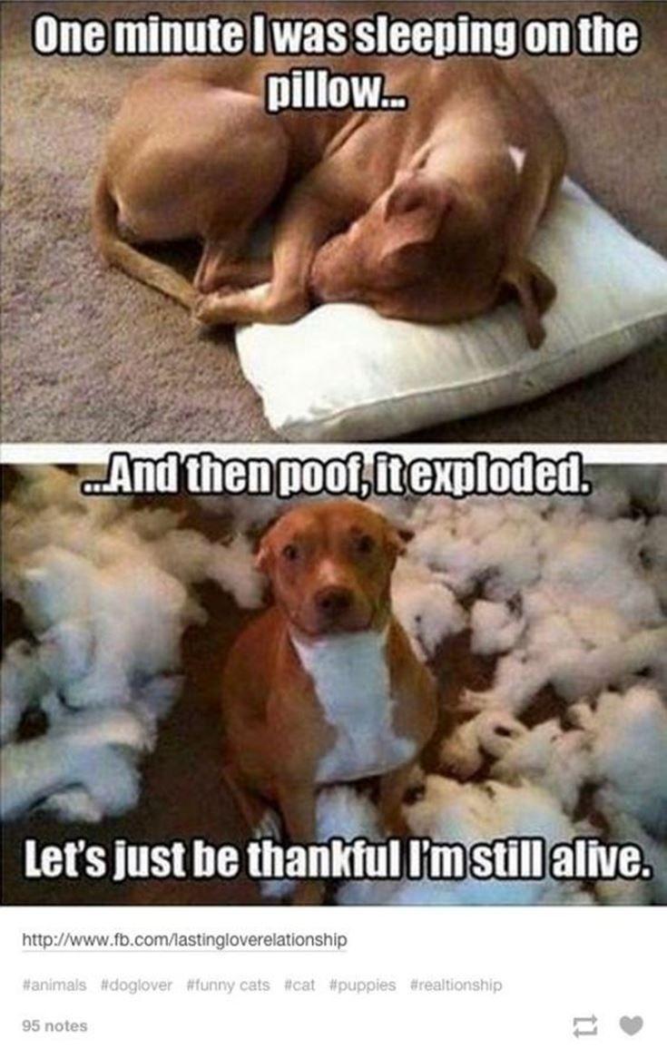 735x1156 Funny Animal Picture Quotes with Image