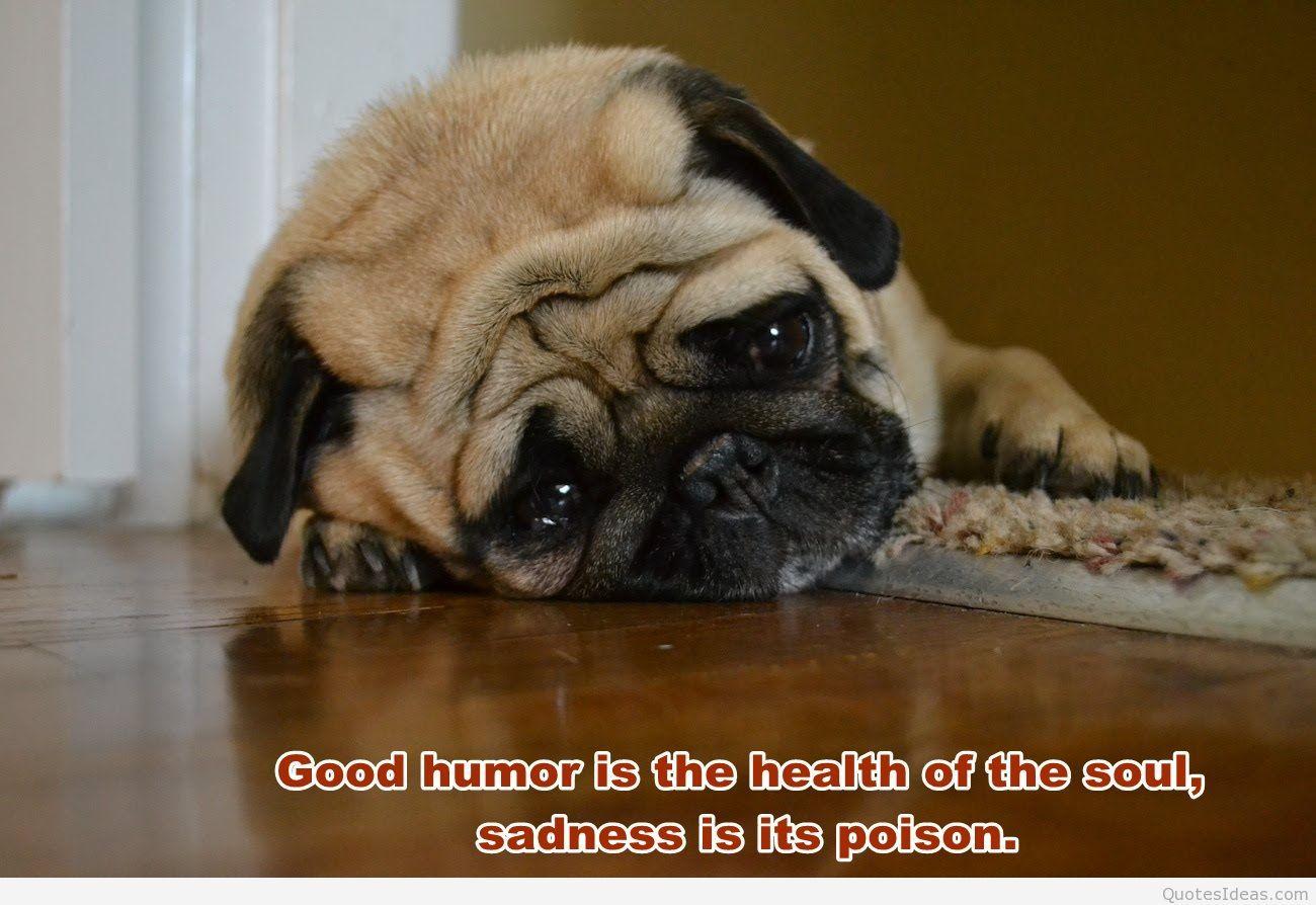1300x894 Animal Quotes Wallpaper