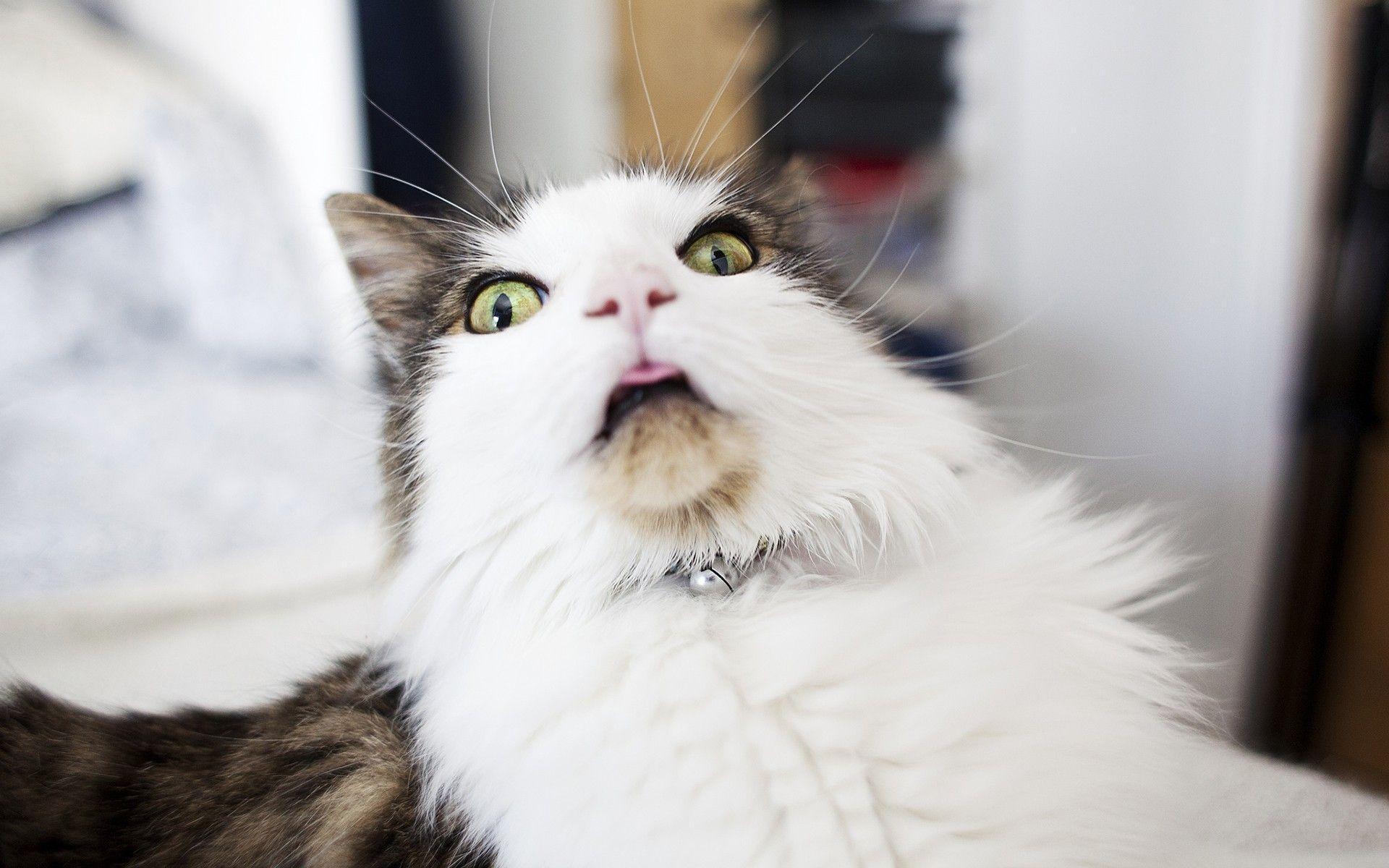 1920x1200 Scared Cat Wallpaper