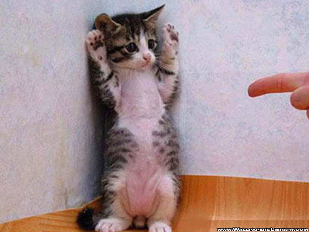 1024x768 Funny Cats Being Scared 2 Desktop Background