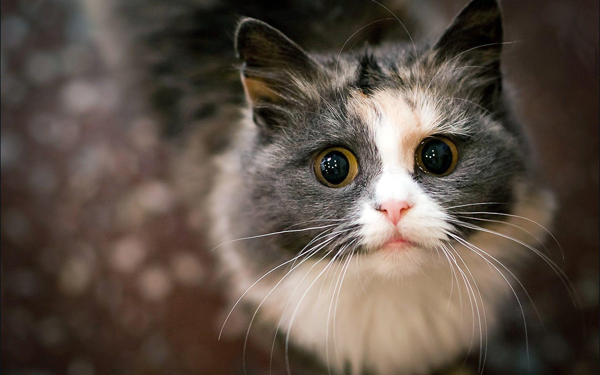 1920x1200 Scared Cat Wallpaper