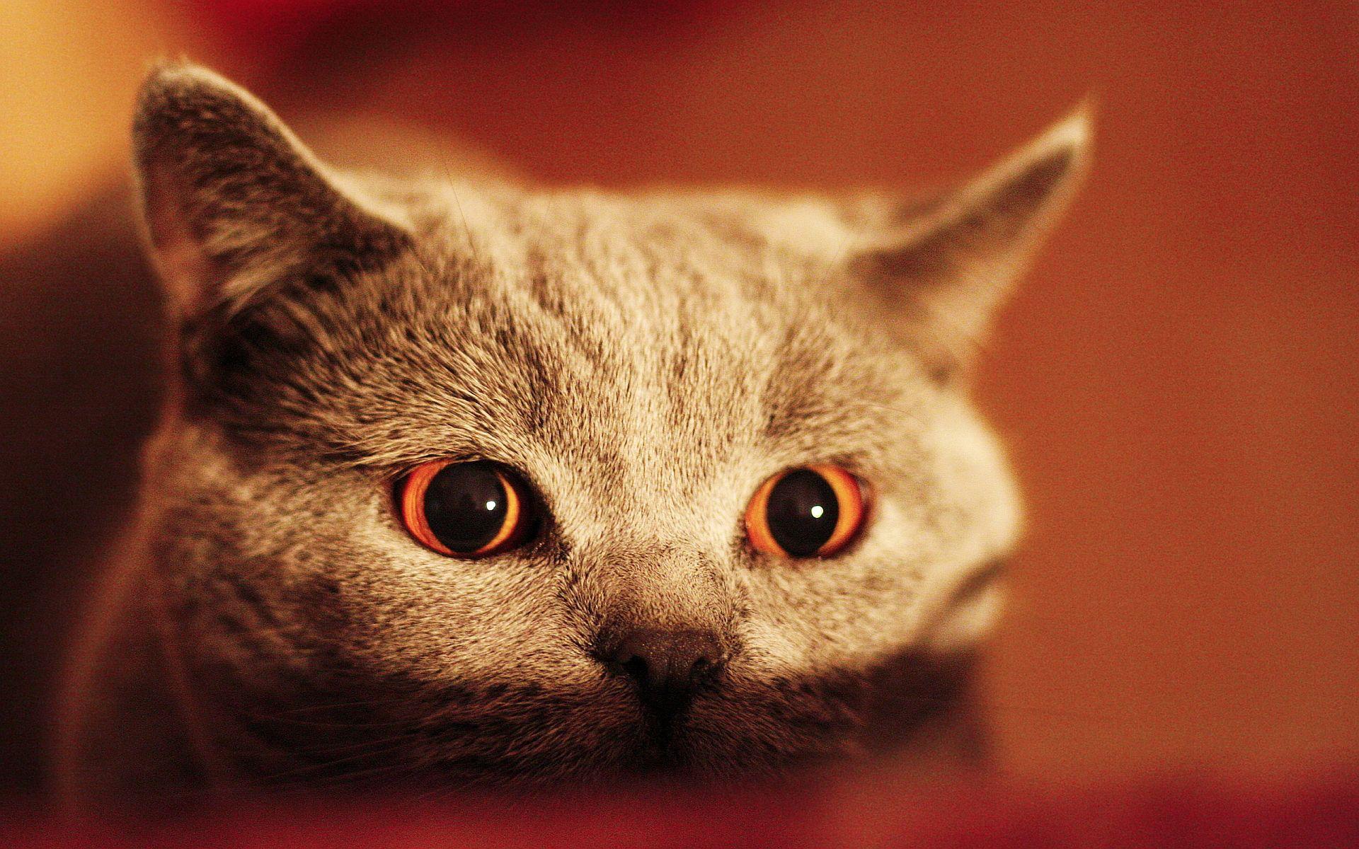 1920x1200 Scary Cats Wallpaper