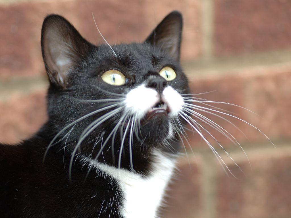 1024x768 Scared Cat Wallpaper