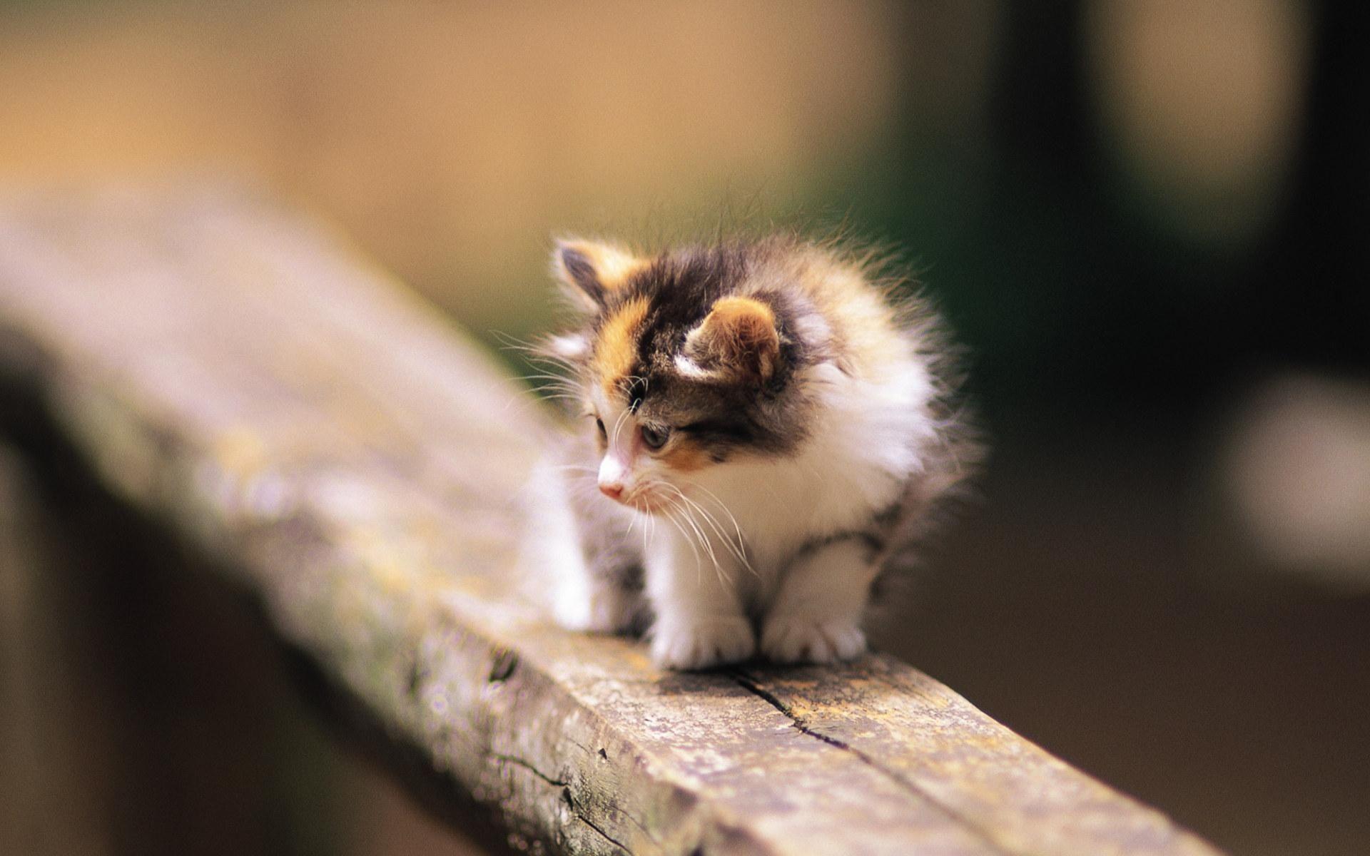 1920x1200 Wallpaper Scared kitten 1920x1200 HD Picture, Image