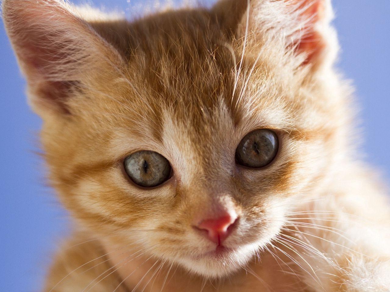 1280x960 Download wallpaper 1280x960 kitten, face, eyes, red, scared standard 4:3 HD background