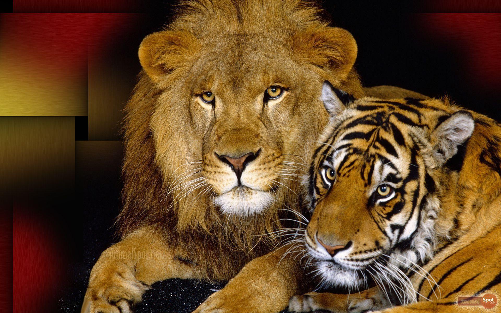 1920x1200 Lion Wallpaper