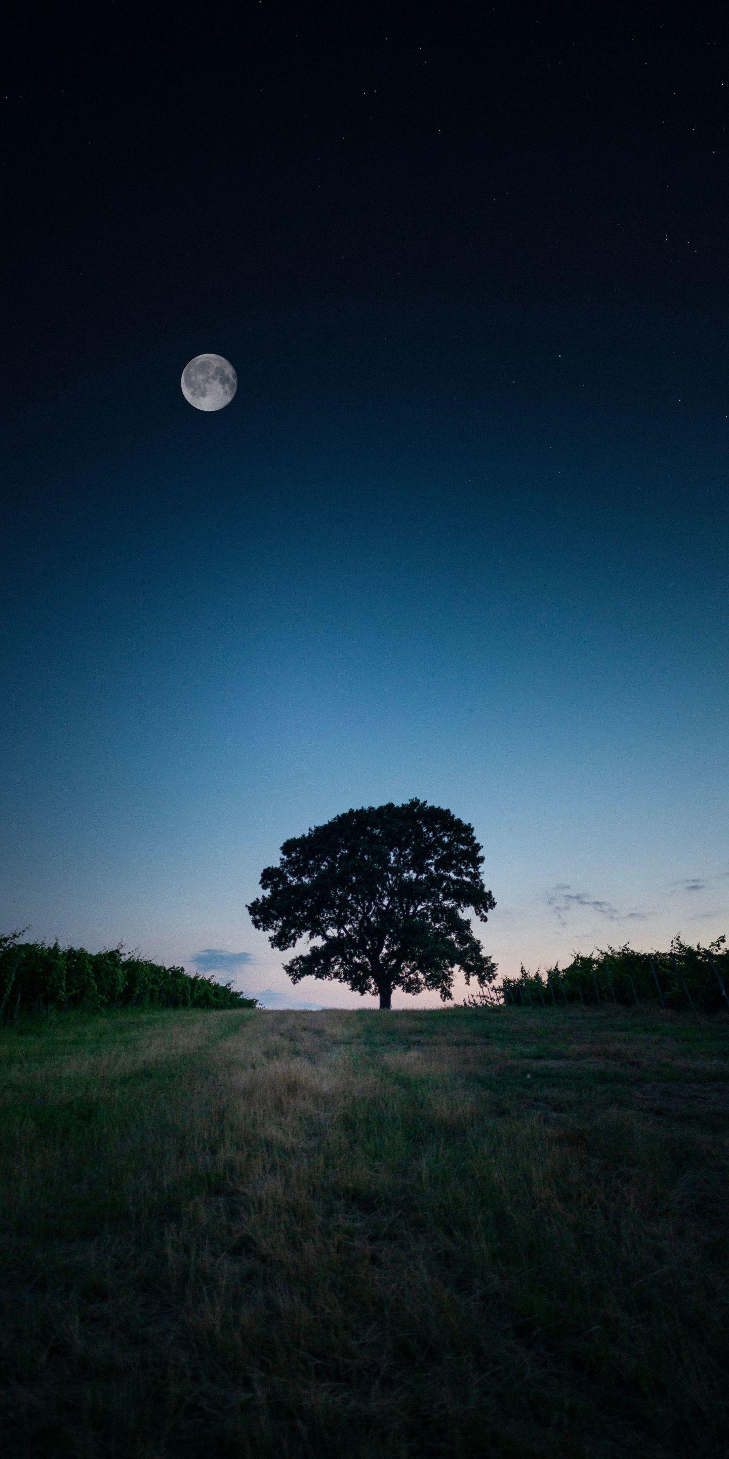 1440x2880 Landscape, tree, evening wallpaper. Nature iphone wallpaper, iPhone homescreen wallpaper, Wallpaper earth
