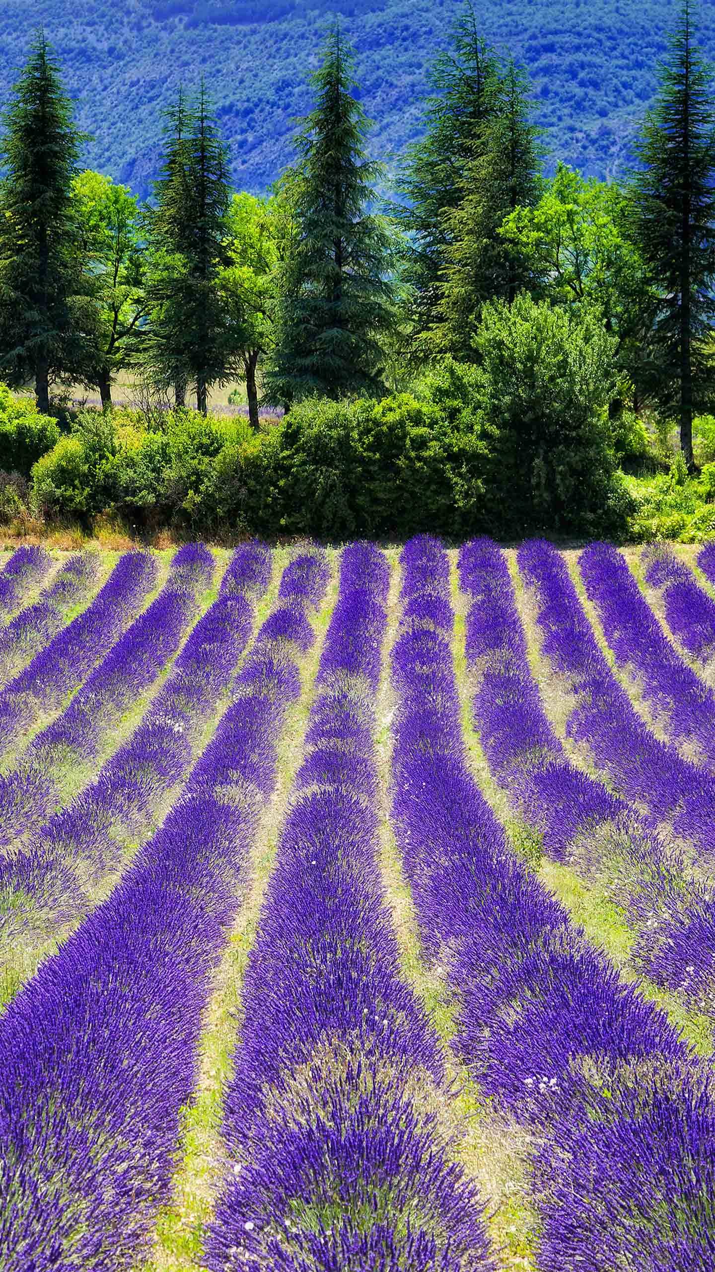 1440x2560 Huawei Magazine Wallpaper 187 Must Visit Places