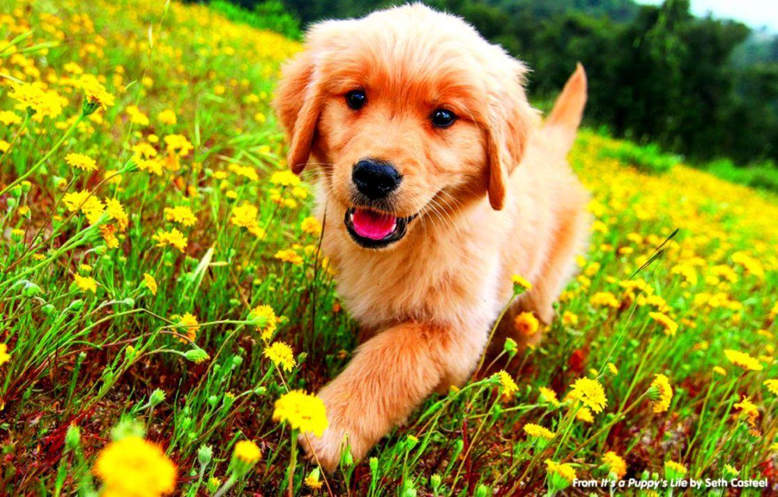 1116x713 Golden Retriever Puppy Wallpaper