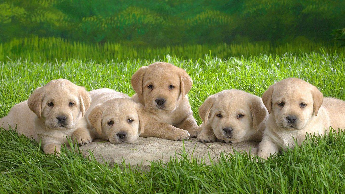 1366x768 Baby Golden Retriever Wallpaper. Full HD Picture
