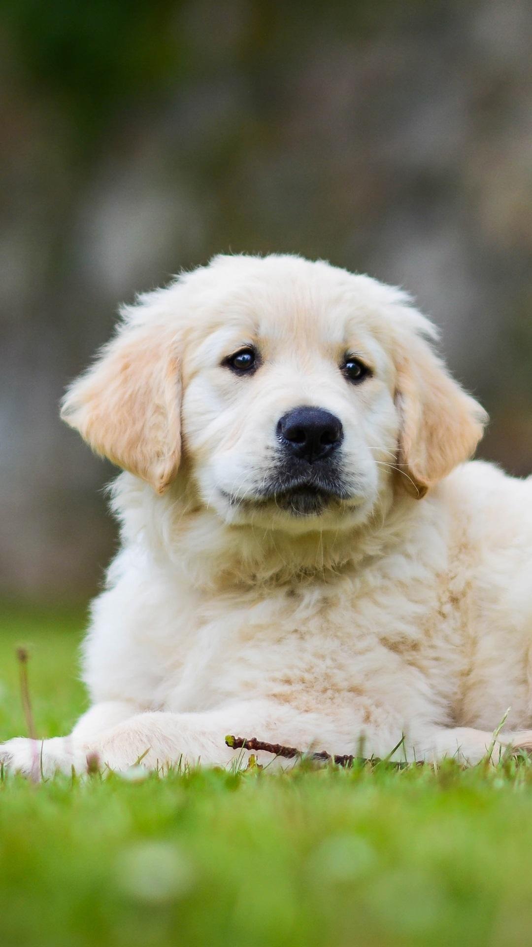 Baby Golden Retriever Wallpapers Top Free Baby Golden Retriever