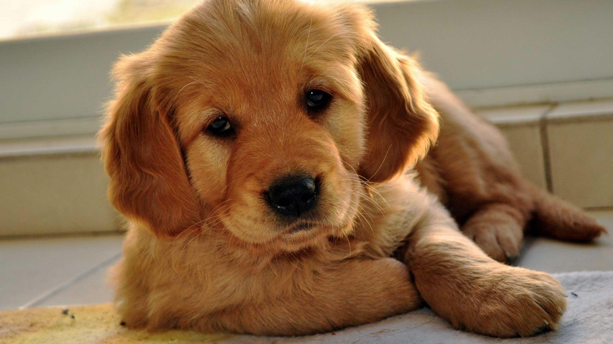 2560x1440 Cute Golden Retriever Puppies Red HD Wallpaper