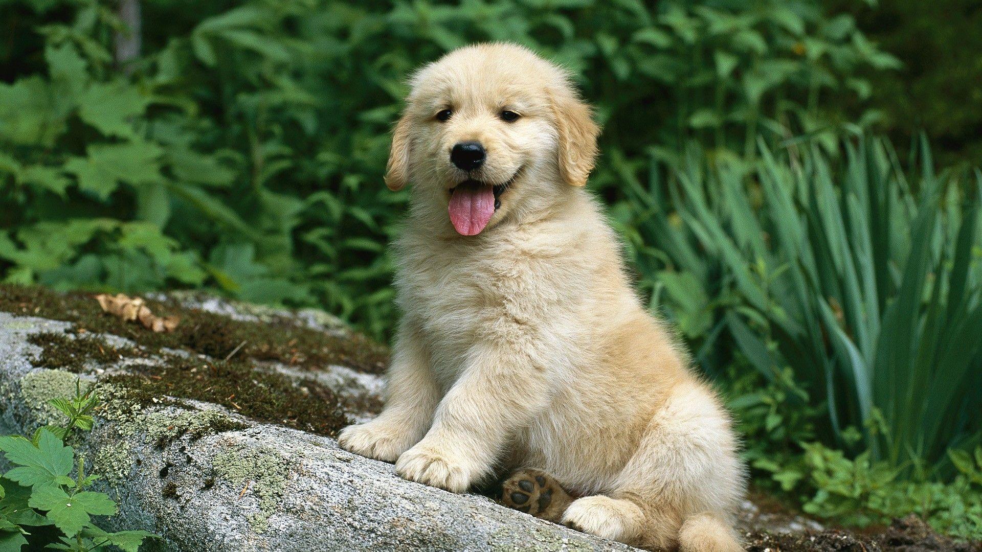 1920x1080 Garden golden retriever wallpaperx1080