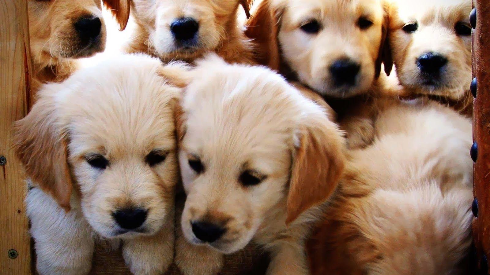 1600x900 Free HD Wallpaper: Cute Golden Retriever Puppies Wallpaper image