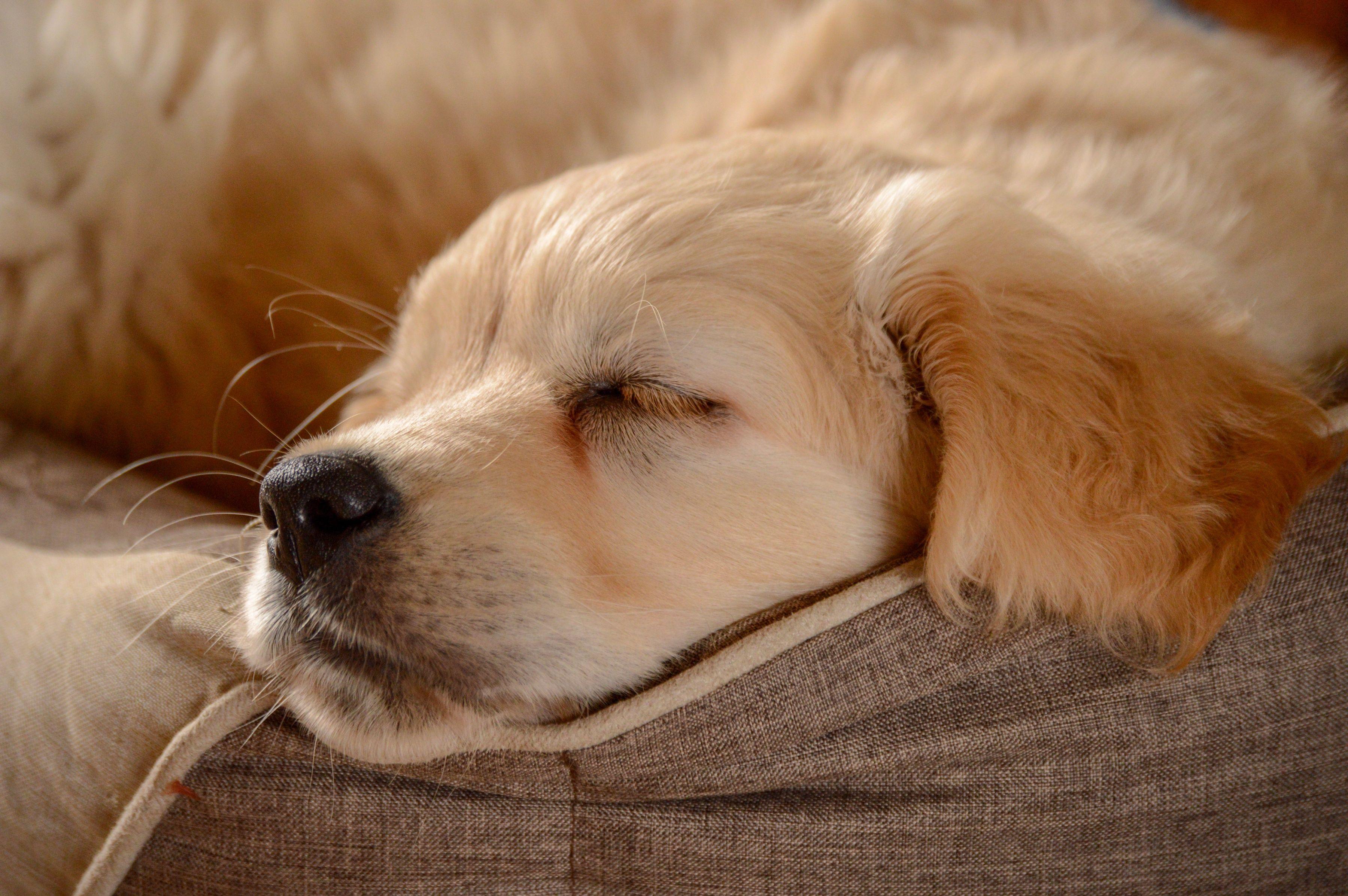 3600x2394 Baby Animal Dog Golden Retriever Pet Puppy Sleeping Wallpaper:3600x2394