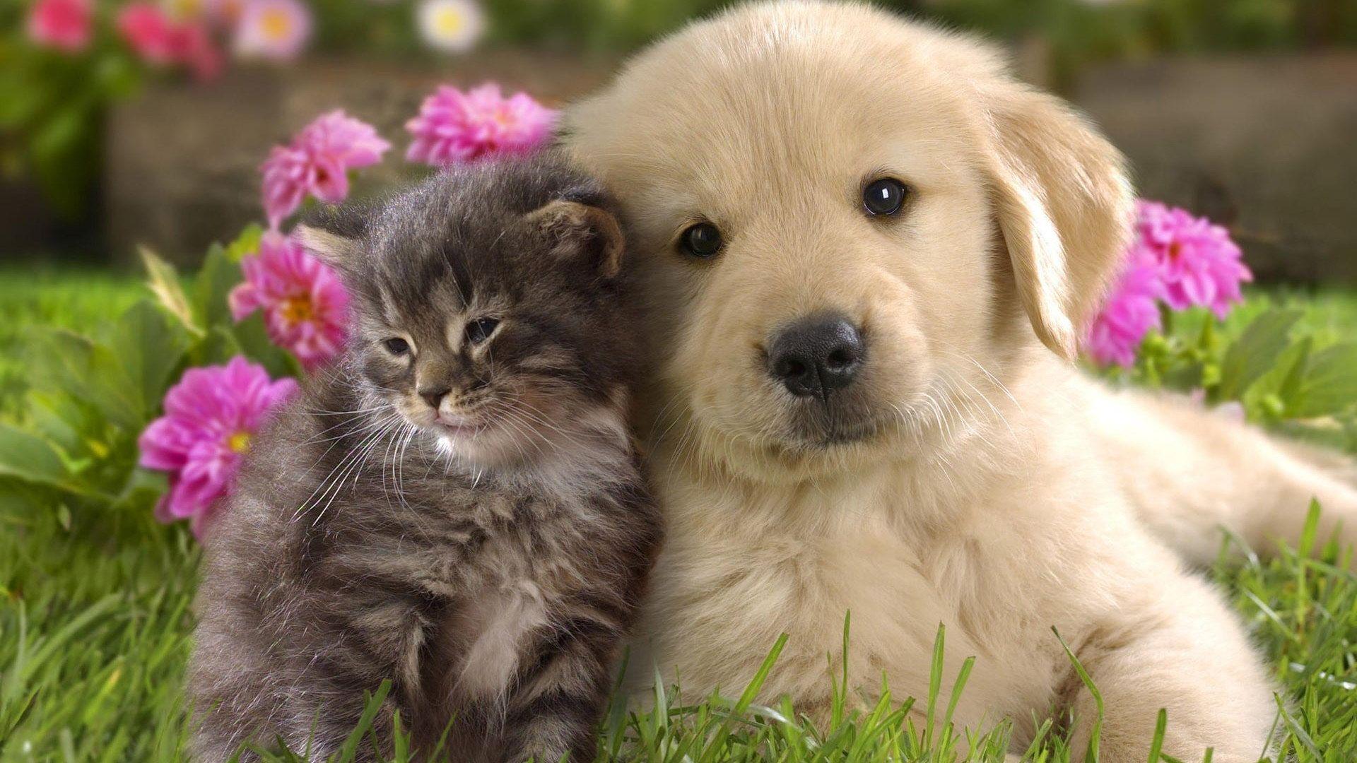 1920x1080 Animal Wallpaper • Golden retriever puppy, nature, animals, grass, puppies, kittens wallpaper • Wallpaper For You The Best Wallpaper For Desktop & Mobile