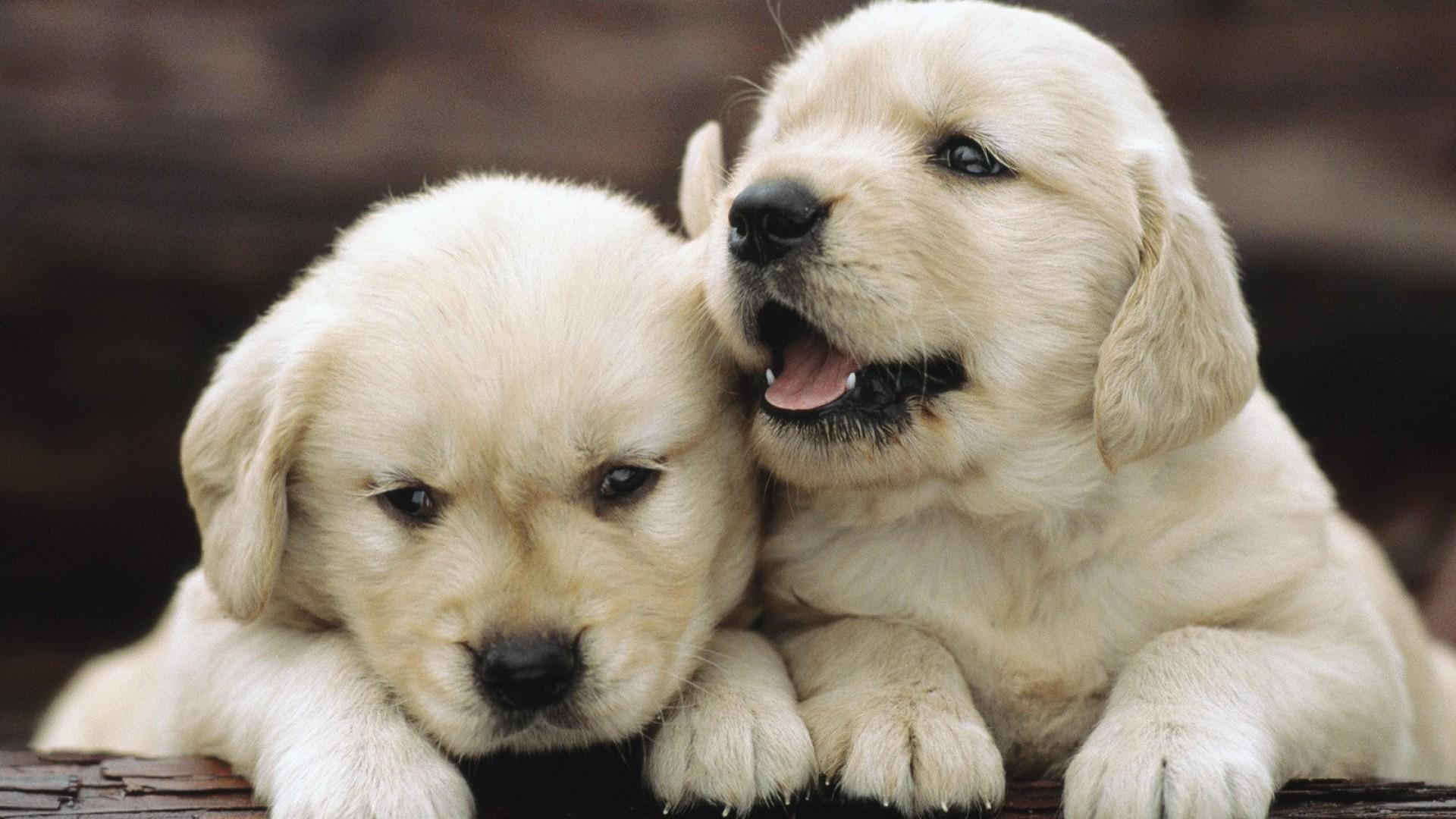 Baby Golden Retriever Wallpapers - Top Free Baby Golden Retriever ...