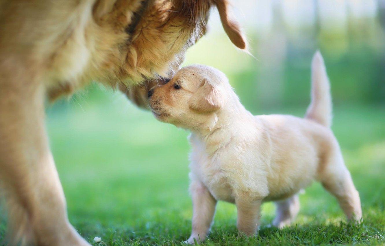1332x850 Wallpaper puppy, mom, golden retriever image for desktop, section собаки