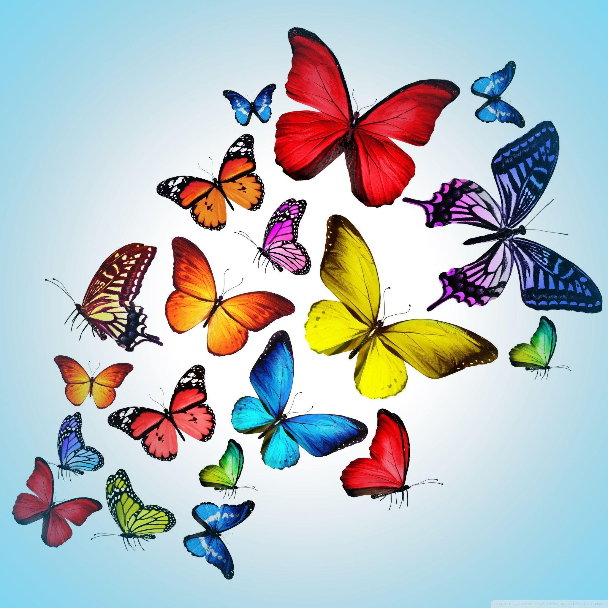 Butterfly iPad Wallpapers - Top Free Butterfly iPad Backgrounds